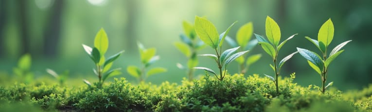 fp-mccann-sustainability-top-banner